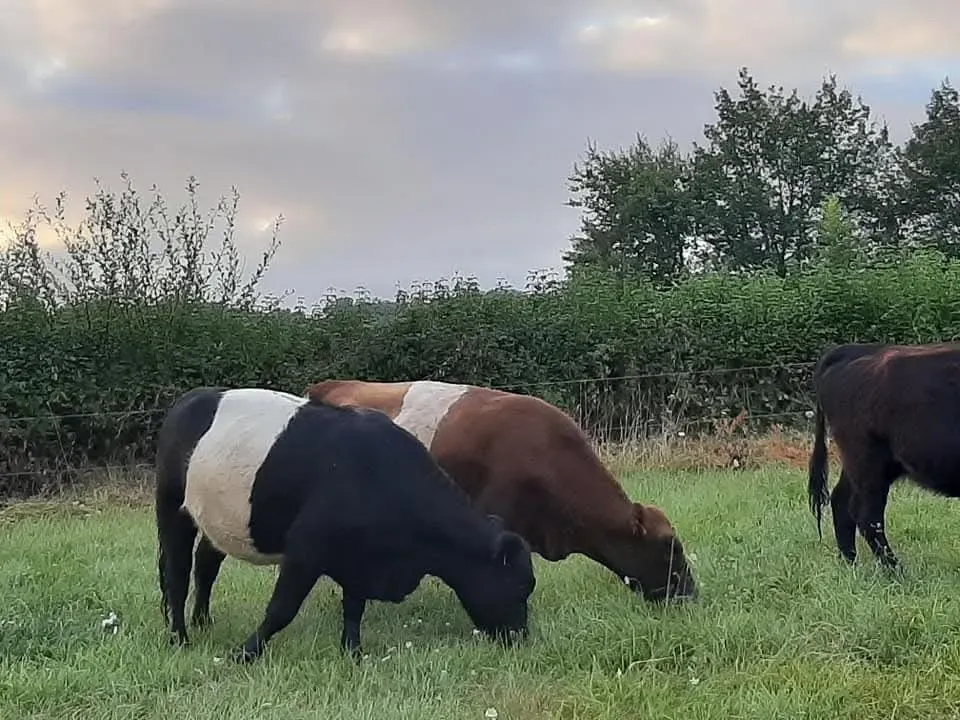 vaches (1)